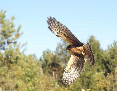 Northern Harrier juvenile female