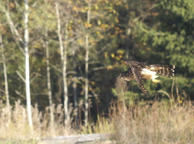 Merlin juvenile male