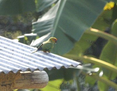 Golden-capped Parakeet