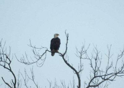 Bald Eagle adult