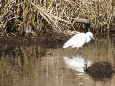 Wilson's Snipe & Snowy Egret