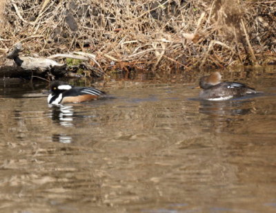 Hoode Merganser