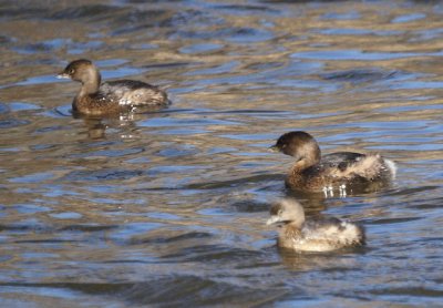 Pied-billed Grebe