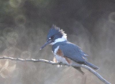 Belted Kingfisher