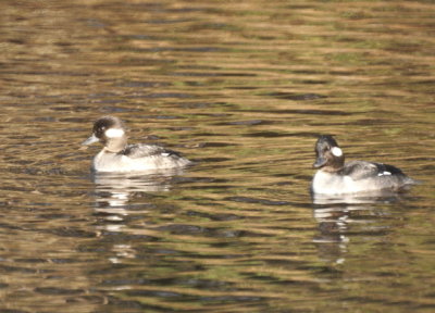 Bufflehead females