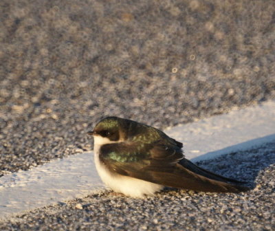 Tree Swallow