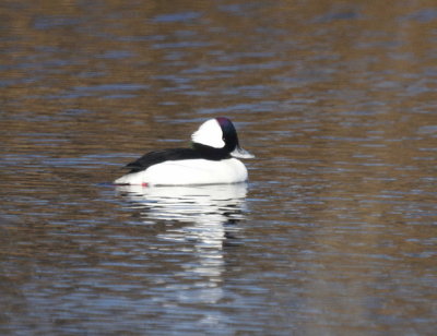 Bufflehead male