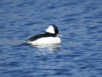 Bufflehead male