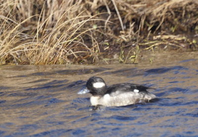 Bufflehead female