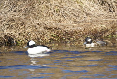 Bufflehead pair