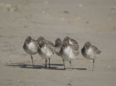 Willets