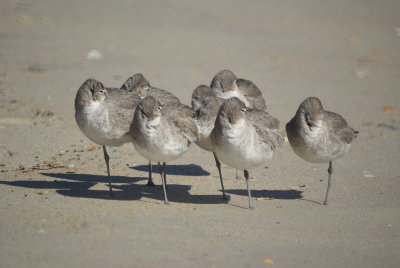 Willets