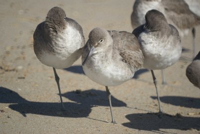 Willets