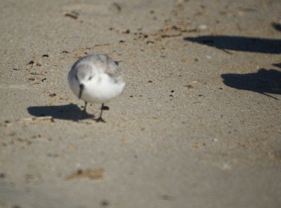 Sanderling approaching Willets
