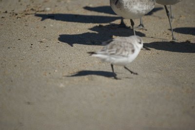 Sanderling approaching Willets