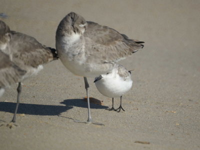 Sanderling joins Willets