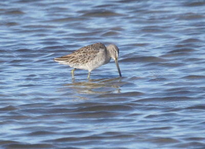 Stilt Sandpiper