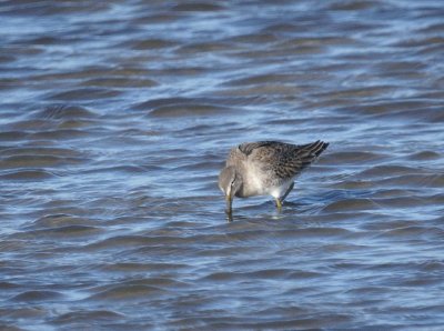Stilt Sandpiper