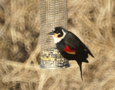 Red-winged Blackbird