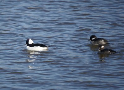 Bufflehead