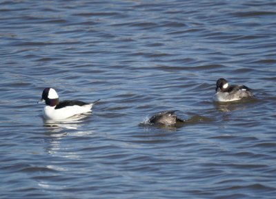 Bufflehead