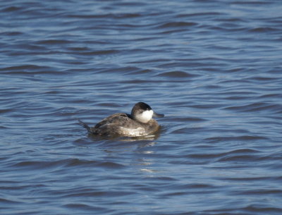Ruddy Duck