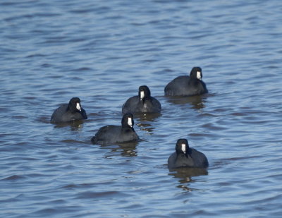 American Coot