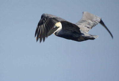 Brown Pelican
