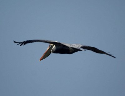 Brown Pelican