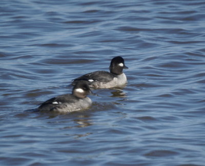 Bufflehead
