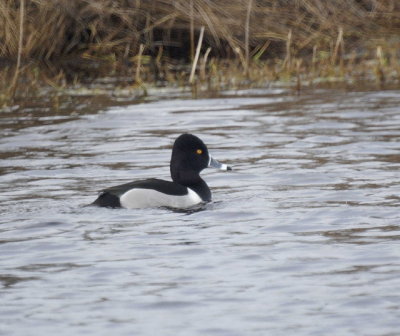 Ring-necked Duck