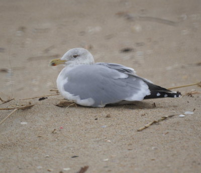 Herring Gull