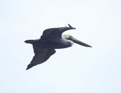 Brown Pelican
