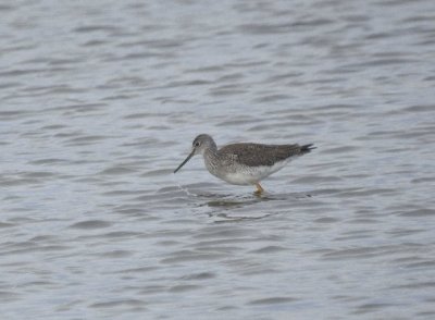 Greater Yellowlegs