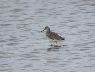 Greater Yellowlegs