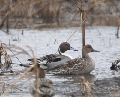 Pintail