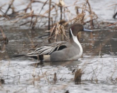 Pintail