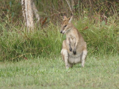 Antelopine Wallaby