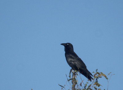 Torresian Crow