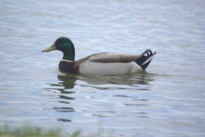 Mallard