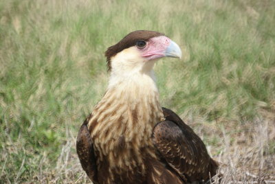 Caracara