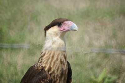 Caracara