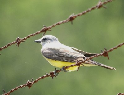 Western Kingbird