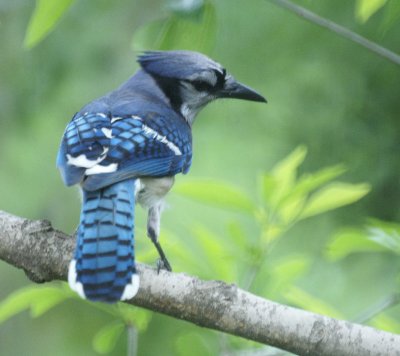 Blue Jay