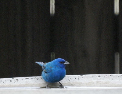 Indigo Bunting