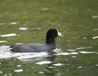 American Coot