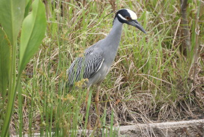 Yellow-crowned Night Heron