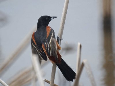 Orchard Oriole