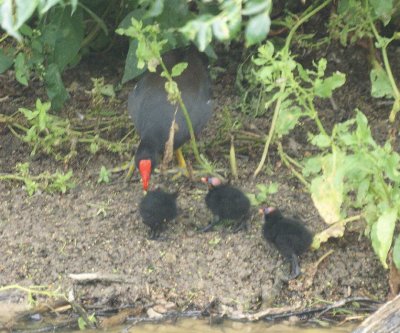 Common Moorhen & chicks