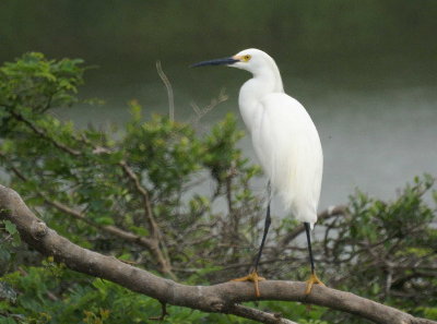 Snowy Egret